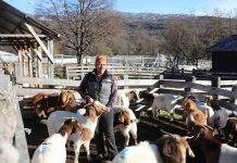 Inseminación artificial fortalece el mejoramiento genético caprino en Cochrane Inseminación artificial fortalece el mejoramiento genético caprino en Cochrane