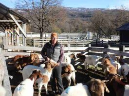 Inseminación artificial fortalece el mejoramiento genético caprino en Cochrane Inseminación artificial fortalece el mejoramiento genético caprino en Cochrane