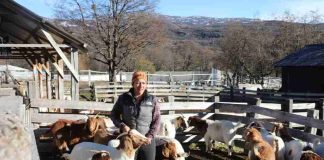 Inseminación artificial fortalece el mejoramiento genético caprino en Cochrane