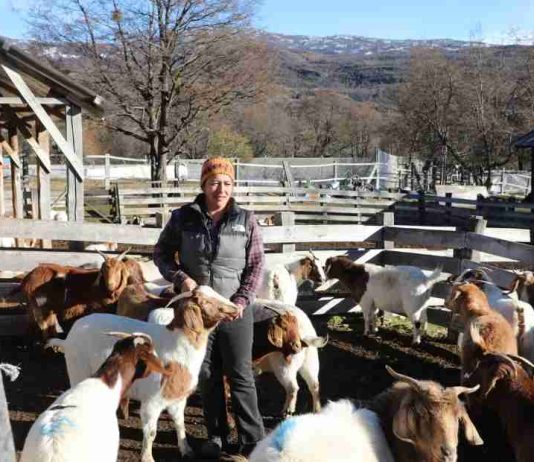 Inseminación artificial fortalece el mejoramiento genético caprino en Cochrane Inseminación artificial fortalece el mejoramiento genético caprino en Cochrane