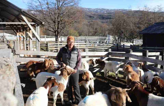 Inseminación artificial fortalece el mejoramiento genético caprino en Cochrane Inseminación artificial fortalece el mejoramiento genético caprino en Cochrane
