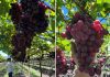 Internacional |Primeras uvas Bloom Fresh de República Dominicana llegan a España Internacional |Primeras uvas Bloom Fresh de República Dominicana llegan a España