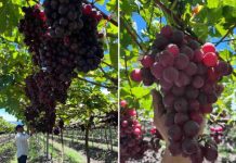 Internacional |Primeras uvas Bloom Fresh de República Dominicana llegan a España Internacional |Primeras uvas Bloom Fresh de República Dominicana llegan a España