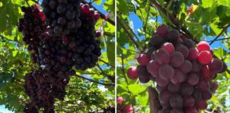 Internacional |Primeras uvas Bloom Fresh de República Dominicana llegan a España Internacional |Primeras uvas Bloom Fresh de República Dominicana llegan a España