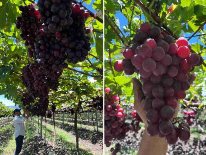 Internacional Primeras uvas Bloom Fresh de República Dominicana llegan a España Internacional |Primeras uvas Bloom Fresh de República Dominicana llegan a España