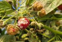 Investigadoras plantean que aumento de las temperaturas afectaría calidad de berries cultivados en Chile