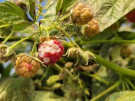 Investigadoras plantean que aumento de las temperaturas afectaría calidad de berries cultivados en Chile Investigadoras plantean que aumento de las temperaturas afectaría calidad de berries cultivados en Chile
