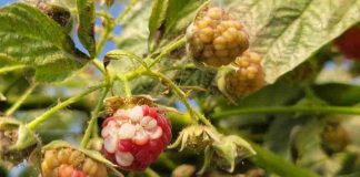 Investigadoras plantean que aumento de las temperaturas afectaría calidad de berries cultivados en Chile Investigadoras plantean que aumento de las temperaturas afectaría calidad de berries cultivados en Chile