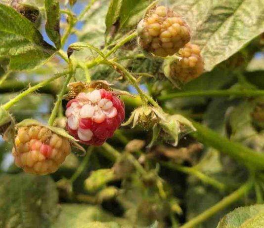 Investigadoras plantean que aumento de las temperaturas afectaría calidad de berries cultivados en Chile Investigadoras plantean que aumento de las temperaturas afectaría calidad de berries cultivados en Chile