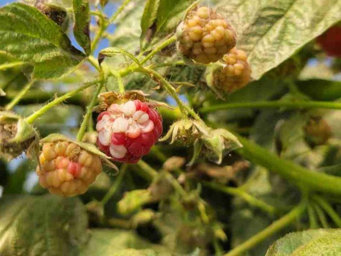 Investigadoras plantean que aumento de las temperaturas afectaría calidad de berries cultivados en Chile Investigadoras plantean que aumento de las temperaturas afectaría calidad de berries cultivados en Chile