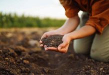 Reportaje | La metamorfosis del suelo chileno: el estado actual del SIRSD-S ante el cambio climático Reportaje | La metamorfosis del suelo chileno: el estado actual del SIRSD-S ante el cambio climático