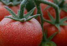 Las heladas impulsan una nueva generación de cultivos adaptados a las bajas temperaturas