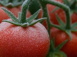 Las heladas impulsan una nueva generación de cultivos adaptados a las bajas temperaturas