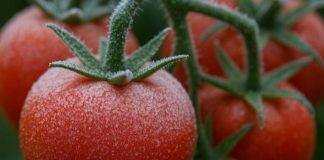 Las heladas impulsan una nueva generación de cultivos adaptados a las bajas temperaturas