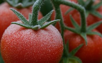 Las heladas impulsan una nueva generación de cultivos adaptados a las bajas temperaturas