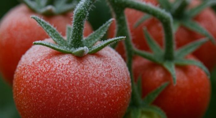 Las heladas impulsan una nueva generación de cultivos adaptados a las bajas temperaturas