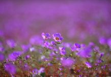 Lo que vive oculto bajo el desierto: investigación inédita busca proteger especies invisibles y preservar el futuro del desierto florido Lo que vive oculto bajo el desierto: investigación inédita busca proteger especies invisibles y preservar el futuro del desierto florido