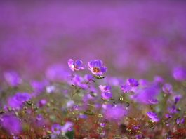 Lo que vive oculto bajo el desierto: investigación inédita busca proteger especies invisibles y preservar el futuro del desierto florido
