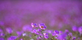 Lo que vive oculto bajo el desierto: investigación inédita busca proteger especies invisibles y preservar el futuro del desierto florido