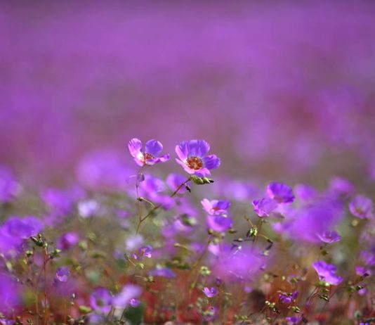 Lo que vive oculto bajo el desierto: investigación inédita busca proteger especies invisibles y preservar el futuro del desierto florido Lo que vive oculto bajo el desierto: investigación inédita busca proteger especies invisibles y preservar el futuro del desierto florido