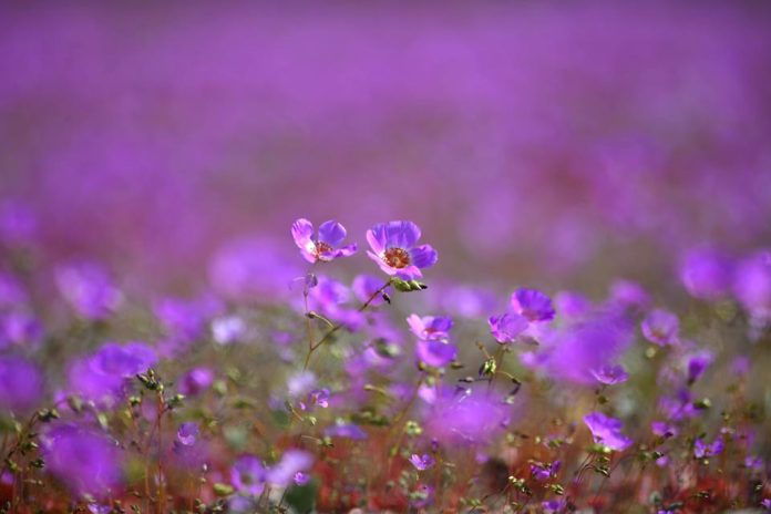 Lo que vive oculto bajo el desierto: investigación inédita busca proteger especies invisibles y preservar el futuro del desierto florido Lo que vive oculto bajo el desierto: investigación inédita busca proteger especies invisibles y preservar el futuro del desierto florido