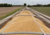 Los dos cultivos que consolidan a Argentina como tercer exportador global Los dos cultivos que consolidan a Argentina como tercer exportador global