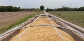 Los dos cultivos que consolidan a Argentina como tercer exportador global Los dos cultivos que consolidan a Argentina como tercer exportador global