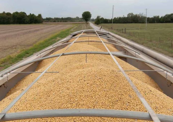 Los dos cultivos que consolidan a Argentina como tercer exportador global Los dos cultivos que consolidan a Argentina como tercer exportador global
