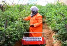Marruecos fortalece su oferta exportadora con nueva operación de arándanos y frambuesas