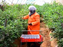 Marruecos fortalece su oferta exportadora con nueva operación de arándanos y frambuesas Marruecos fortalece su oferta exportadora con nueva operación de arándanos y frambuesas