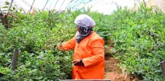 Marruecos fortalece su oferta exportadora con nueva operación de arándanos y frambuesas Marruecos fortalece su oferta exportadora con nueva operación de arándanos y frambuesas