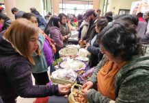 Más de 100 guardadoras intercambiaron semillas tradicionales en Ñuble para fortalecer biodiversidad agrícola