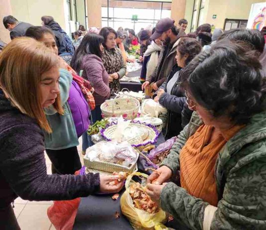 Más de 100 guardadoras intercambiaron semillas tradicionales en Ñuble para fortalecer biodiversidad agrícola