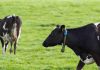Más de 35 mil animales en Chile ya son monitoreados con tecnología inteligente para fortalecer la producción lechera Más de 35 mil animales en Chile ya son monitoreados con tecnología inteligente para fortalecer la producción lechera