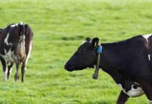 Más de 35 mil animales en Chile ya son monitoreados con tecnología inteligente para fortalecer la producción lechera Más de 35 mil animales en Chile ya son monitoreados con tecnología inteligente para fortalecer la producción lechera