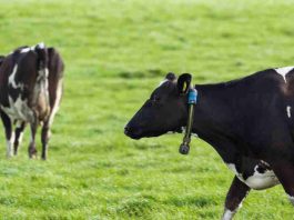 Más de 35 mil animales en Chile ya son monitoreados con tecnología inteligente para fortalecer la producción lechera Más de 35 mil animales en Chile ya son monitoreados con tecnología inteligente para fortalecer la producción lechera