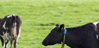 Más de 35 mil animales en Chile ya son monitoreados con tecnología inteligente para fortalecer la producción lechera Más de 35 mil animales en Chile ya son monitoreados con tecnología inteligente para fortalecer la producción lechera