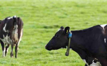 Más de 35 mil animales en Chile ya son monitoreados con tecnología inteligente para fortalecer la producción lechera