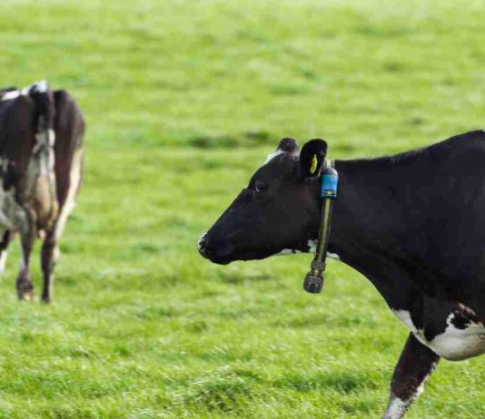 Más de 35 mil animales en Chile ya son monitoreados con tecnología inteligente para fortalecer la producción lechera Más de 35 mil animales en Chile ya son monitoreados con tecnología inteligente para fortalecer la producción lechera