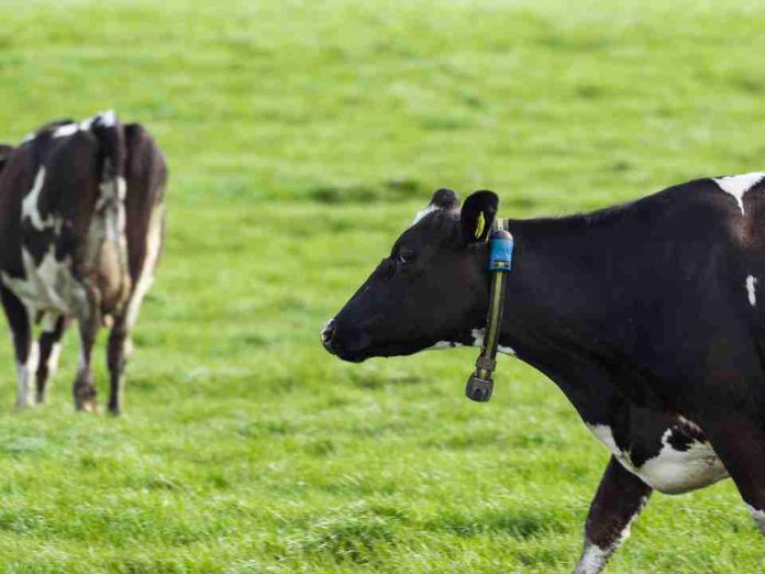 Más de 35 mil animales en Chile ya son monitoreados con tecnología inteligente para fortalecer la producción lechera Más de 35 mil animales en Chile ya son monitoreados con tecnología inteligente para fortalecer la producción lechera