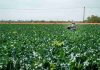 Más del 70% de los suelos chilenos están degradados: Agricultores proponen soluciones naturales para recuperarlos Más del 70% de los suelos chilenos están degradados: Agricultores proponen soluciones naturales para recuperarlos