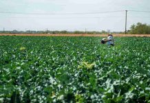 Más del 70% de los suelos chilenos están degradados: Agricultores proponen soluciones naturales para recuperarlos Más del 70% de los suelos chilenos están degradados: Agricultores proponen soluciones naturales para recuperarlos