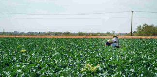 Más del 70% de los suelos chilenos están degradados: Agricultores proponen soluciones naturales para recuperarlos Más del 70% de los suelos chilenos están degradados: Agricultores proponen soluciones naturales para recuperarlos