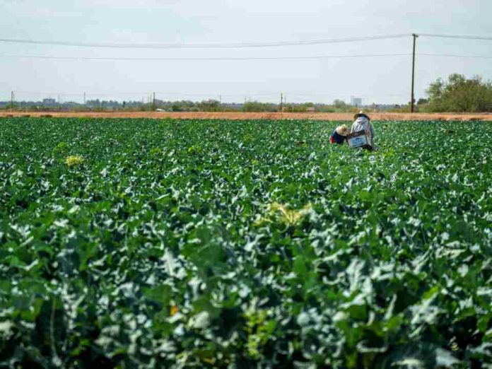 Más del 70% de los suelos chilenos están degradados Agricultores proponen soluciones naturales para recuperarlos Más del 70% de los suelos chilenos están degradados: Agricultores proponen soluciones naturales para recuperarlos