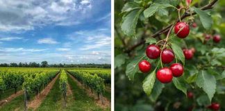 Noticia: Reportaje | Mejoras en la fruticultura chilena: Académicos Igor Pacheco y...