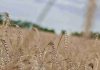 Menos trigo en La Araucanía: siembra caería 12% y presiona precios de la harina