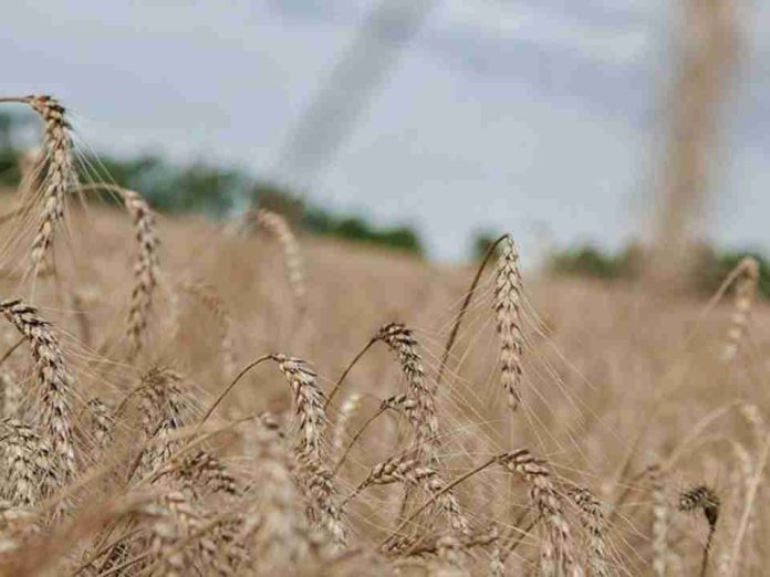 Menos trigo en La Araucanía: siembra caería 12% y presiona precios de la harina