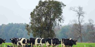 Ministro de Agricultura releva dinamismo y crecimiento del sector lechero en inauguración de Chilelácteo 2026 Ministro de Agricultura releva dinamismo y crecimiento del sector lechero en inauguración de Chilelácteo 2026