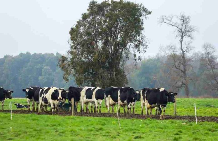 Ministro de Agricultura releva dinamismo y crecimiento del sector lechero en inauguración de Chilelácteo 2026 Ministro de Agricultura releva dinamismo y crecimiento del sector lechero en inauguración de Chilelácteo 2026