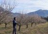Monitoreo satelital en almendros: Herramientas digitales permiten proyectar rendimiento bajo restricciones hídricas permanentes